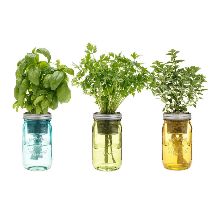 Mason Jar Indoor Herb Garden